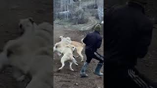 Kadın Milleti Her Yerde Aynı Erkekleri Bir Birine Düşürüyor