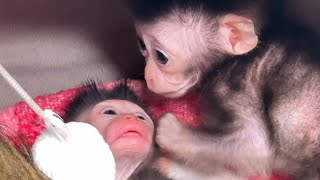 Romeo & Juliet's baby monkey is still clingy and not yet sleepy