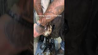 TRIMMING a RESCUE horse with CHRONIC LAMINITIS // LONG HOOVES // #horseshoeing #hooftrimming