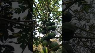 Fresh Papita In Village