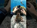 Octopus Steals GoPro Camera Underwater! 🐙📸 #shorts