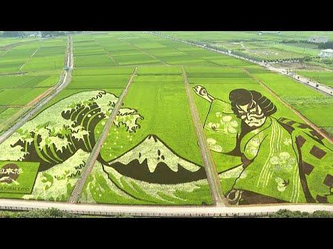 Japan city transforms agricultural land into works of art