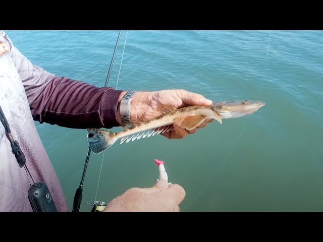al gags whip-it fish lures Gag's 3