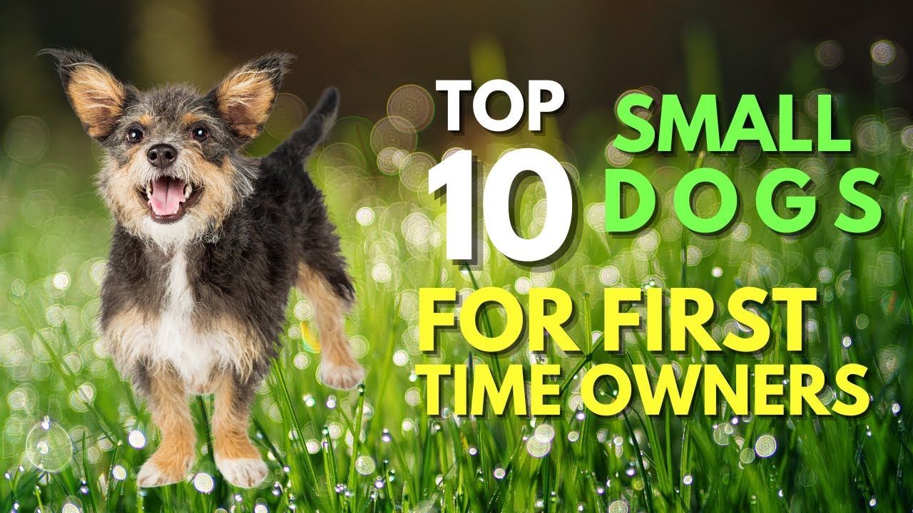 Top 10 Small Dog Breeds For First Time Owners YouTube
