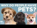 Why Do People Have Pets?