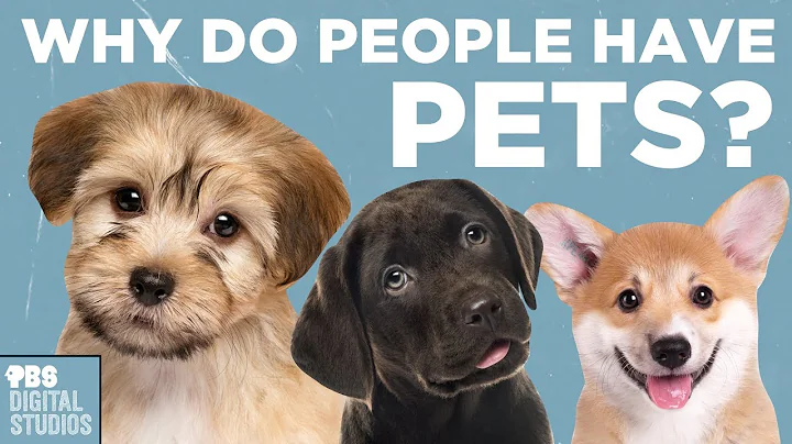 Why Do People Have Pets? - DayDayNews