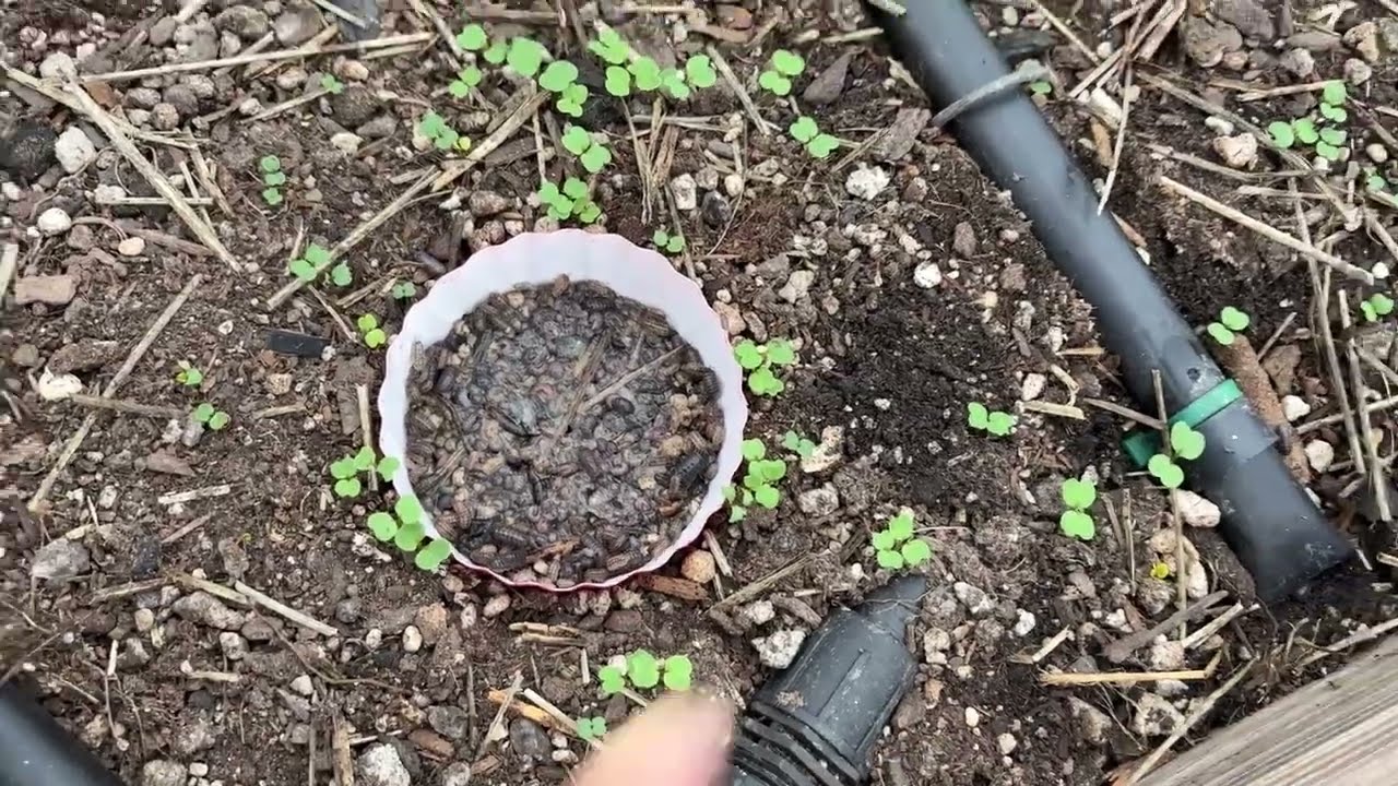 Combating Roly-Polies (aka Slaters, Pill Bugs) in the Greenhouses