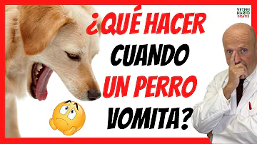 ¿Por qué mi perro ha vomitado pero no ha salido nada?