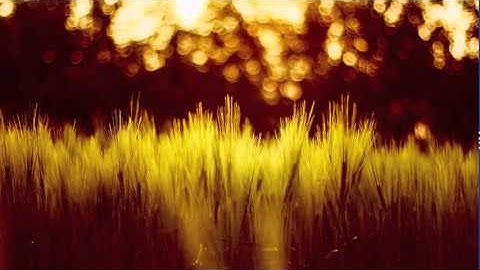 Subreachers   Elysian Fields