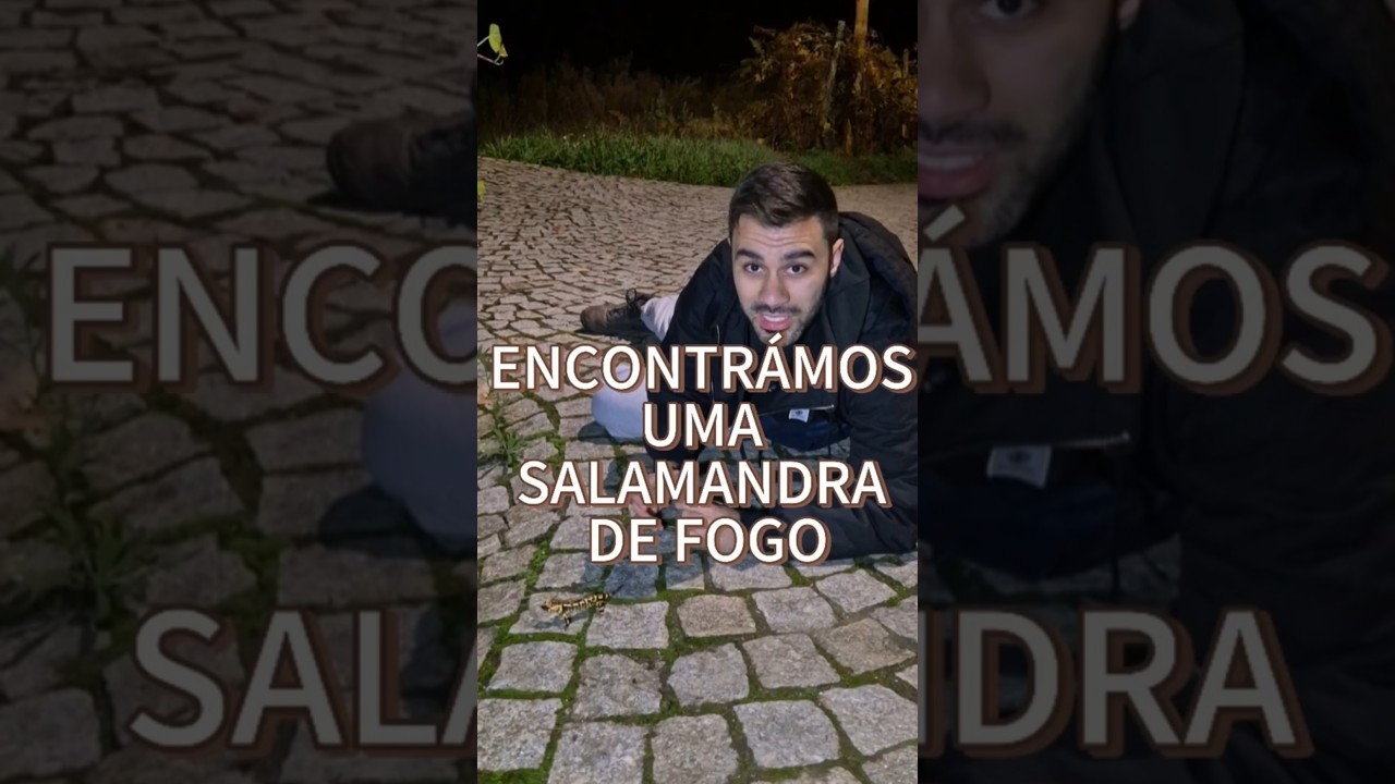 Encontrámos uma Salamandra-de-fogo! 