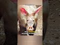 Aardvark | Animal You Didn't Know Existed