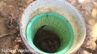 Beautiful girl find to Catch fish When water is dried - catch fish by hand for daily food