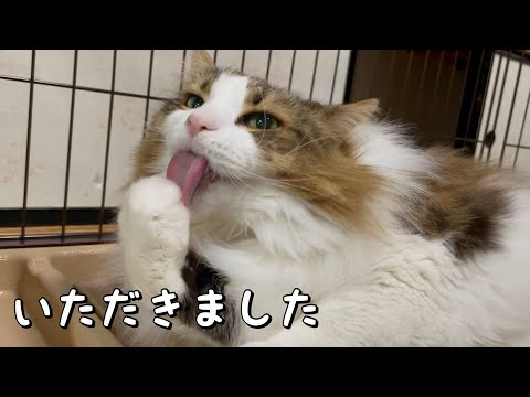 遠慮がなくなった猫が可愛い【ノルウェージャンフォレストキャット】