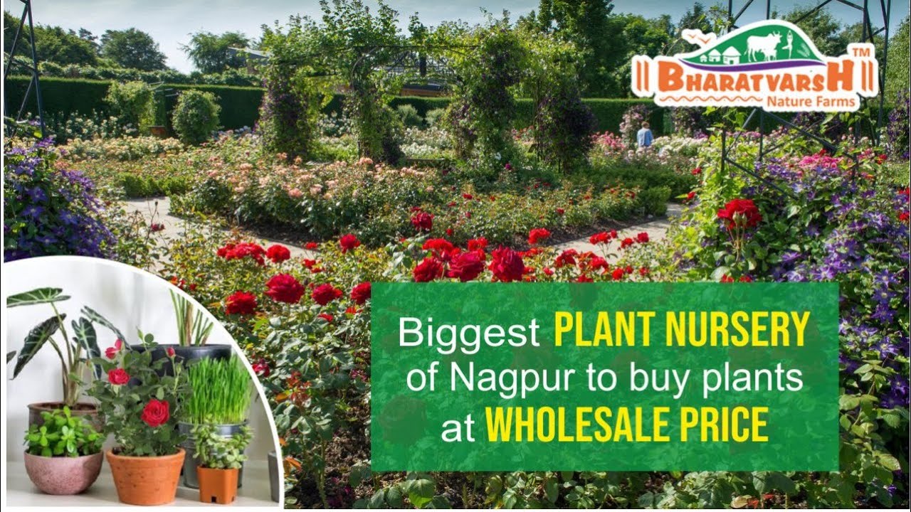 Visit biggest plant nursery of Nagpur to buy plants at wholesale price