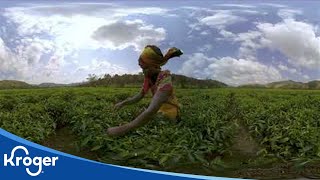 Take Time for Simple Truth Organic Tea VR Experience | Kroger Cares | Kroger