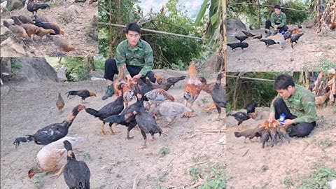 Hlau youtube đi cho gà ăn trưa.Hlau youtube pub qaib 