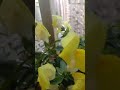 Beautiful flowers