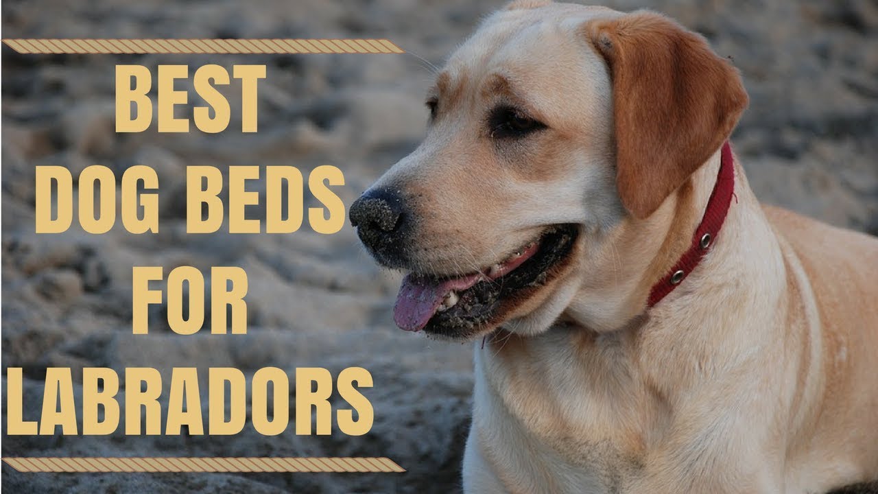 Best Dog Beds for Labradors Dog Bed Reviews Top Stuff 10 YouTube