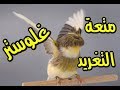 عدما يبدع الكناري في التغريد (غلوستر ) Canary gloster singing