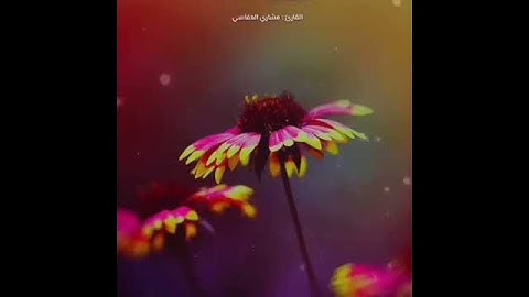 قرآن كريم بصوت مشاري العفاسي ❤🔊 أجمل حالات واتس اب دينية مقاطع دينية قصيرة مقاطع انستقرام دينية