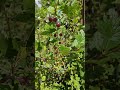GOOSEBERRIES for Jelly #youtubeshorts #gooseberry #wyoming