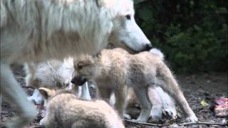 Hungry Wolves new born litter @ Artis Zoo Amsterdam