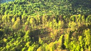 Shostakovich &quot;Song of the Forests&quot; Yevgeny Mravinsky