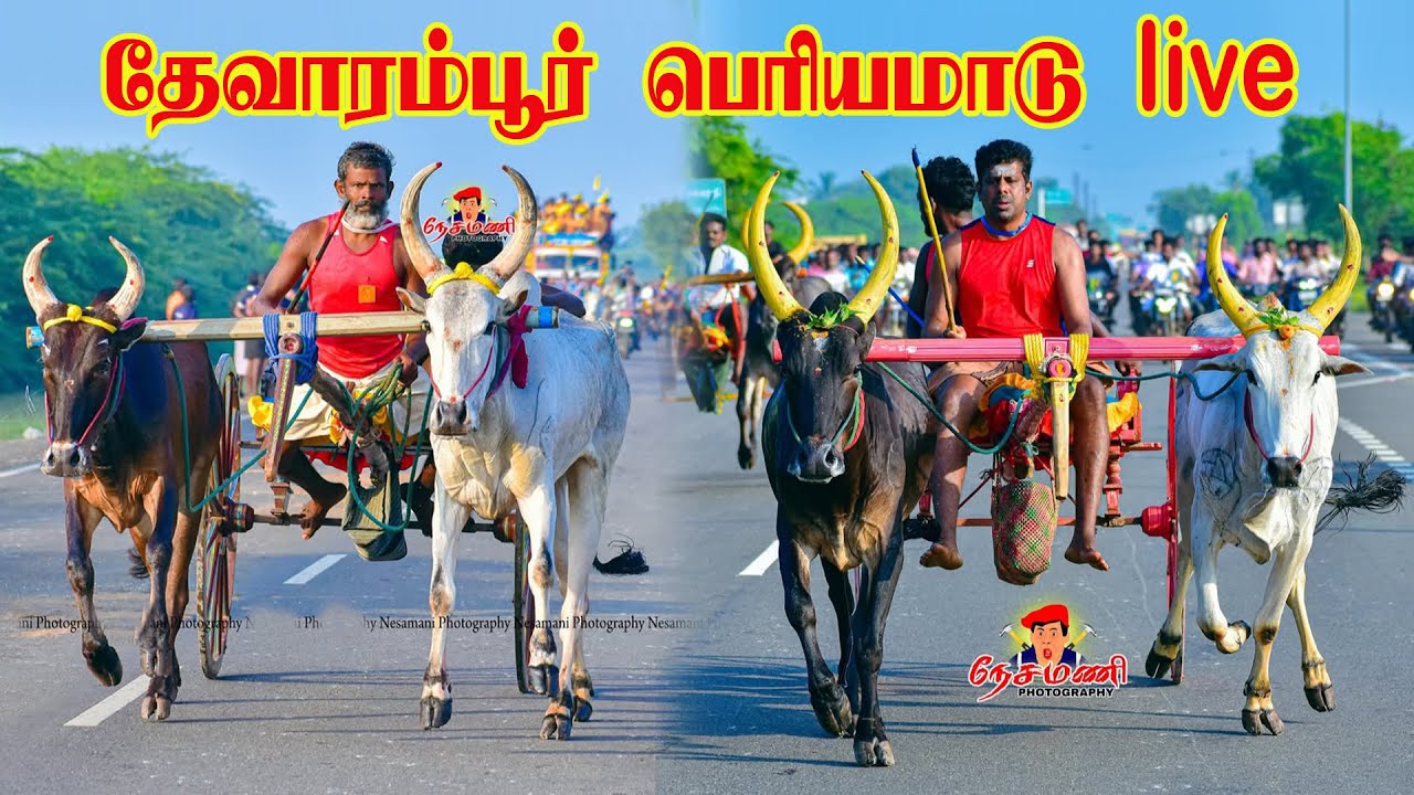 தேவாரம்பூர் பெரியமாடு live 2026