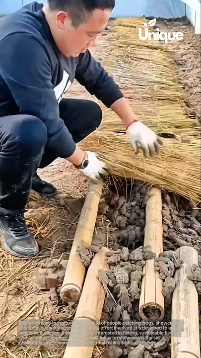 Frog catching for beginners: a simple guide to catching frogs