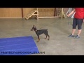 Gunny  von Prufenpuden 13 Wk Old Doberman Puppy Protection Training Dog For Sale