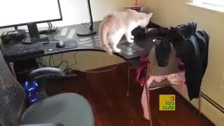 😂有趣的狗和猫😂