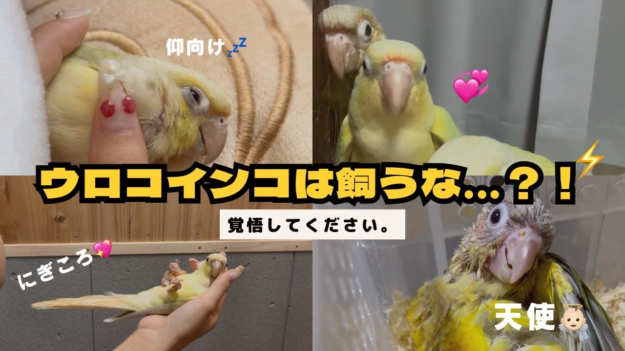 【インコ】ウロコインコは飼うな！？...でも離れられない理由
