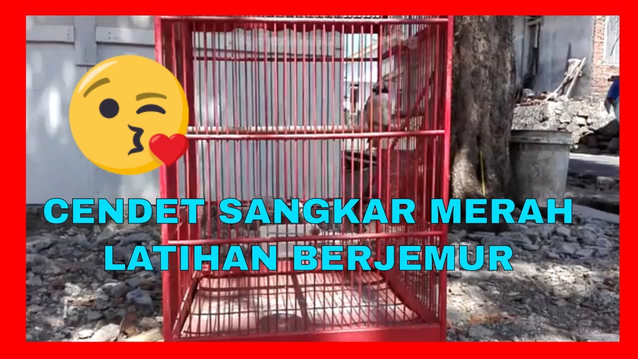 cendet sangkar merah liat sedang latihan berjemur 