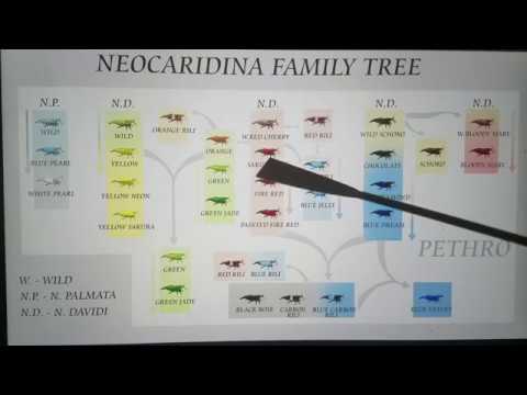 Neocaridina Chart