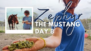 Positive Associations: Day 8 with Zephyr the Mustang by Elisa Wallace Eventing 2,302 views 1 month ago 15 minutes