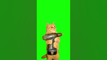 This is definitely real and not AI #cat #animals #tools #ai #greenscreen #work #shorts #drill #kitty
