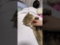 애교쟁이~~~ #cat #리츠 #고양이#cutecat #funnycats#catshorts#shortvideo #short