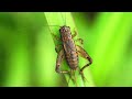 សំលេងសត្វចង្រិត / Sound of Cricket