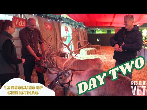 Did You Know Rudolf Is A Girl DAY 2 12 RESCUES OF CHRISTMAS With Dr Scott Miller 