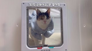 (셀프 펫도어 DIY)희동이도 캣도어를 사용한다? by 별별야옹 starlit meow 6,796 views 3 months ago 11 minutes, 14 seconds