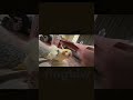 هذا كوكتيل او كلب 🤣😂🦜 #طيور_الزينة #birds #طيور #cocktail #كوكتيل #طيور_الحب #البادجي #الفيشر