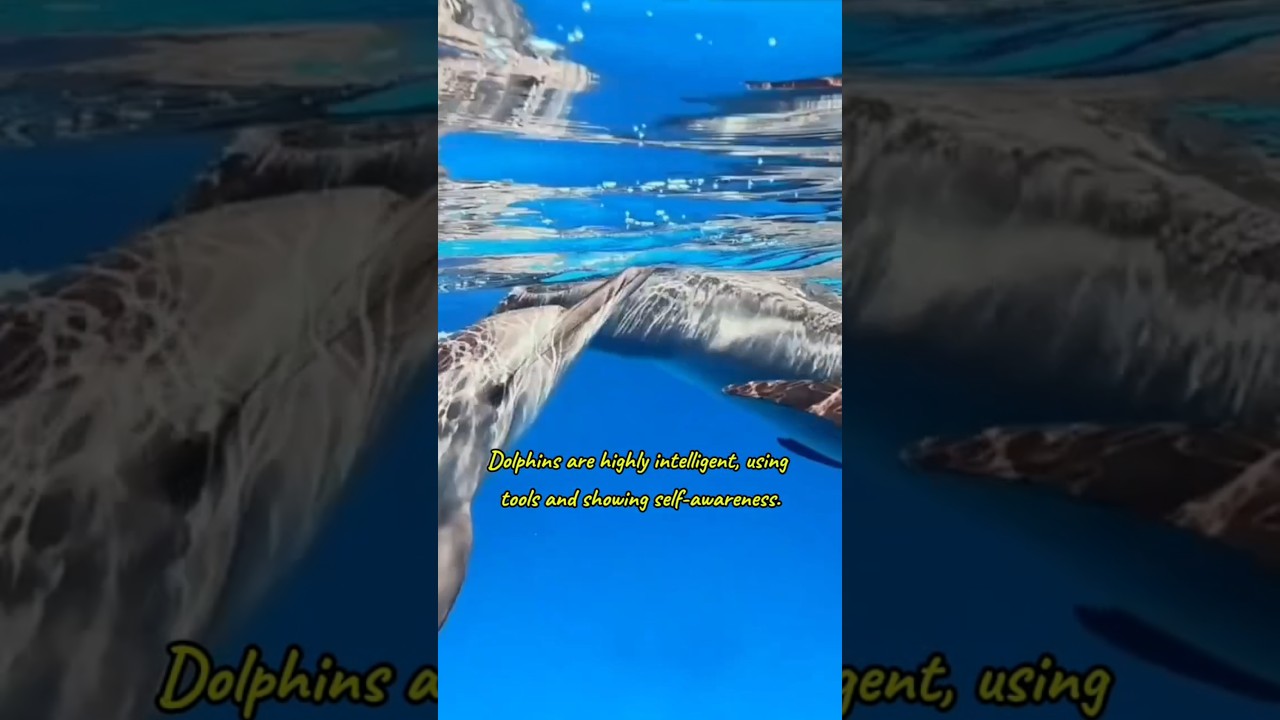 Dolphin #dolphin #fish #fishing #sea #facts #reels #shorts #viralshorts #shortvideo #animals #nature