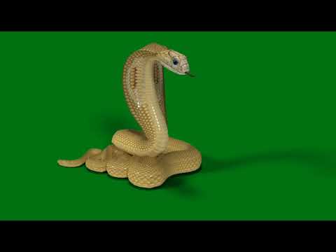 Snake ka green screen