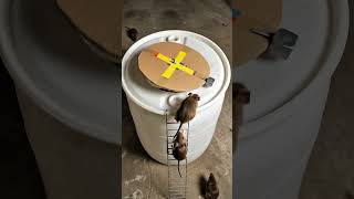 Smart Mice vs. Ultimate DIY Spinning Barrel Trap! 🐭🪤 #mousetrap #rat