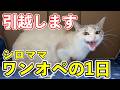 【引越し】子猫を連れてワンオペ大移動する母猫の奮闘記
