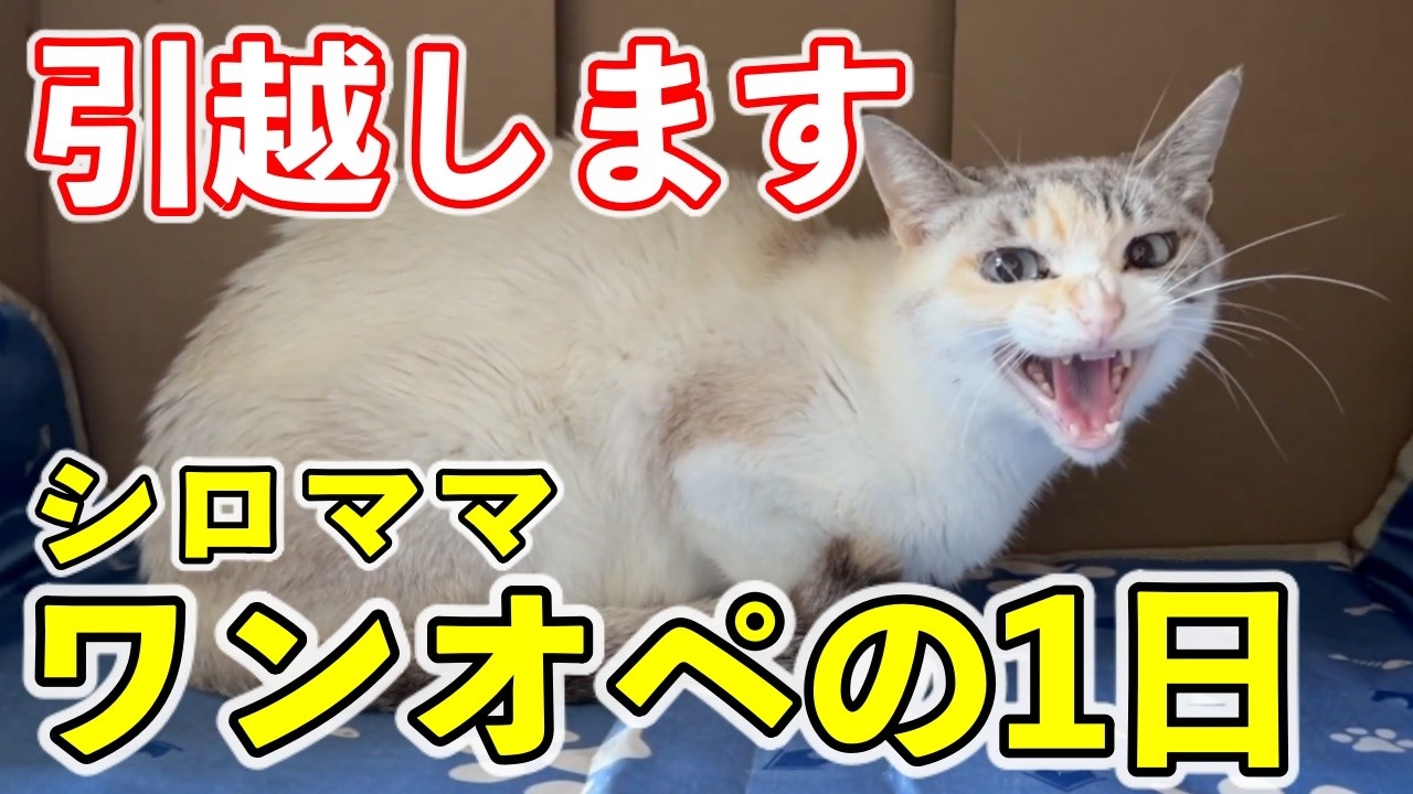 【引越し】子猫を連れてワンオペ大移動する母猫の奮闘記