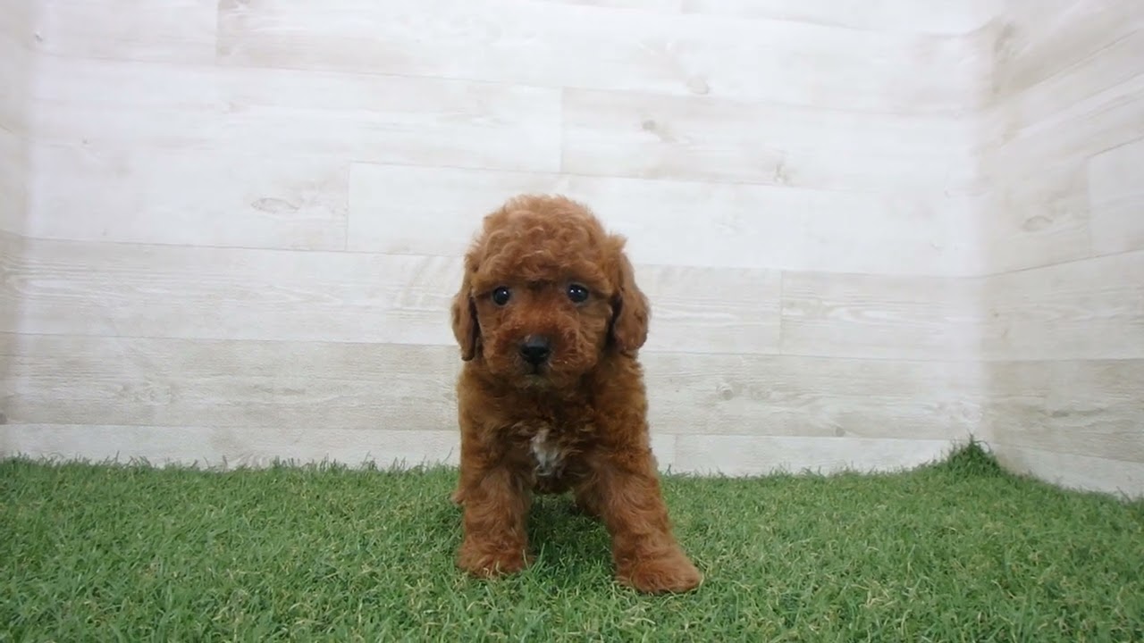 Coo&RIKU No.00739579 T・プードル - YouTube