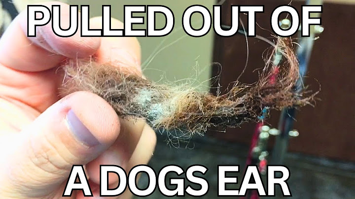 Dog Gets First Grooming In 6 Months And The Results Are Shocking!