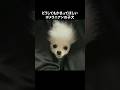 仕事中の飼い主にかまって欲しいポメラニアンがこうなりました…