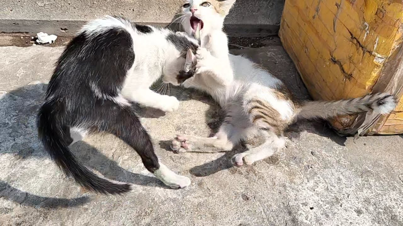 Toys Times CA-Cats🐈😺 run and bite each other in a funny way - YouTube